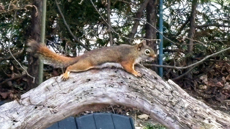 Squirrel 2025